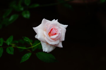 Rose flower in the dark background