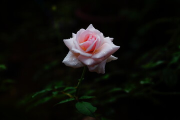 Rose flower in the dark background