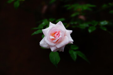 Rose flower in the dark background