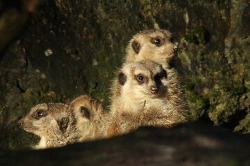 Erdmännchen, Meerkat