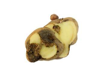 Potato diseases: Early blight . Isolated on white background	