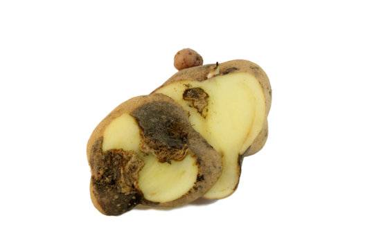 Potato diseases: Early blight . Isolated on white background	