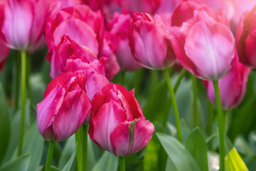 Beautiful flower bed of tulips in Keukenhof flower garden in the Netherlands