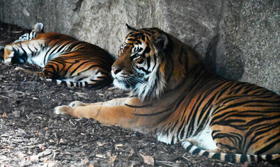 Two Sumatra tigers sleeping in the den