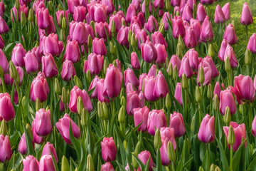 Fototapeta premium Beautiful flower bed of tulips in Keukenhof flower garden in the Netherlands