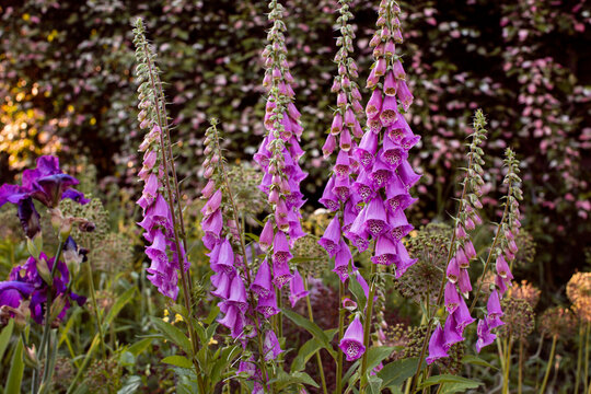 purple foxglove spike in the garden.