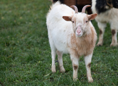 Close-up of a small goat standing in a pasture. The goat is looking at the camera.