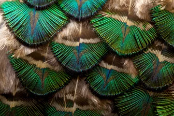Poster Im Rahmen peacock feather. Feather. Peafowl feathers.  © Sunanda Malam