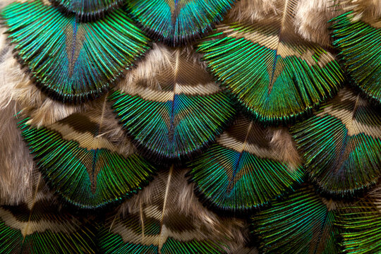 peacock feather. Feather. Peafowl feathers. 