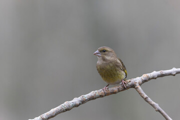 Green finch Chloris chloris sitting on a branch