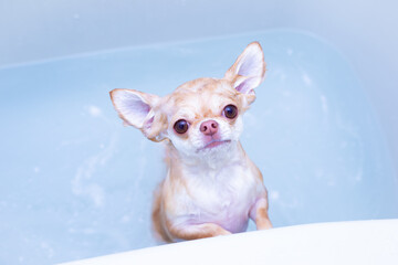 シャワー中の犬 / 犬を洗う