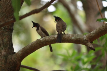 A bunch of Red-whiskered bulbul on tree