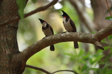 A bunch of Red-whiskered bulbul on tree