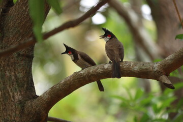 A bunch of Red-whiskered bulbul on tree