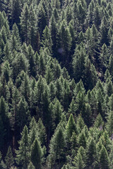 Obraz premium Panoramic shot of crowns of green coniferous trees in dense impenetrable forest lit by bright daytime sunlight, vertical shot, Aosta valley, Italy