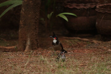 A Red-whiskered bulbul with its nestling