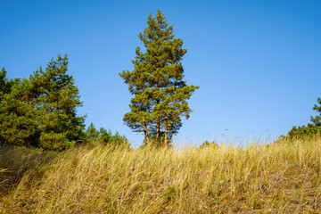 Tall pine tree in autumn meadow, yellow vegetation