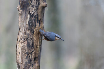 sitta europeae European nuthatch climbing on a dead tree in close view