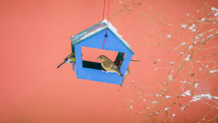 birds in the bird feeder on a cold winter day