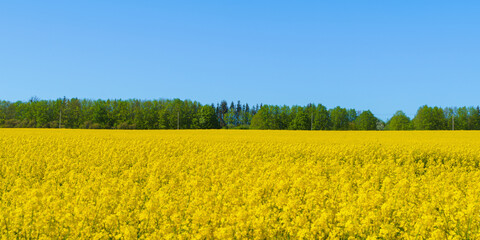 field of blooming yellow rapeseed on a sunny day
