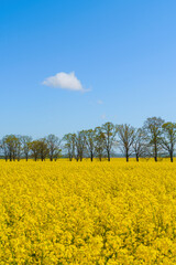 field of blooming yellow rapeseed on a sunny day
