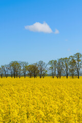 field of blooming yellow rapeseed on a sunny day