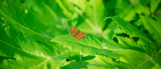 big orange butterfly on a green leaf under the summer sun