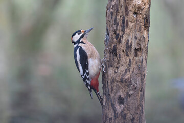 great spotted Woodpecker Dendrocopos major climbing on tree trunk