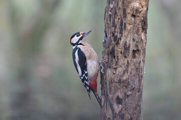 great spotted Woodpecker Dendrocopos major climbing on tree trunk