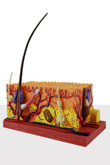 Anatomical model of human skin in section. Skin mockup with dermis layers and hair follicle