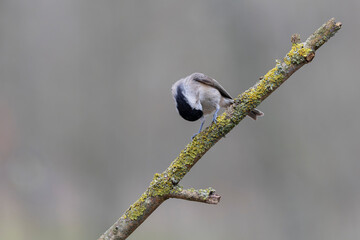 marsh tit Parus palustris in close view