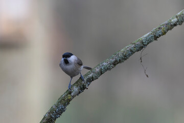 marsh tit Parus palustris in close view