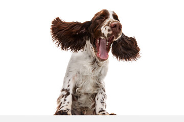 Yawning. Studio image of beautiful dog, english springer spaniel posing over white studio background. Concept of pets, domestic animal, care - obrazy, fototapety, plakaty