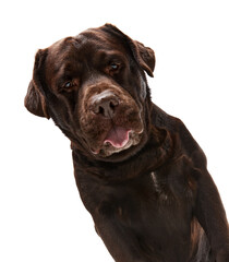 Close-up muzzle. Studio photo of beautiful brown Labrador dog posing, looking at camera over white studio background. Concept of pets, domestic animal, care