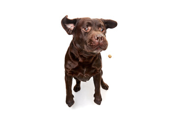 Studio photo of cute brown Labrador dog posing, catching food in a run over white studio background. Concept of pets, domestic animal, care