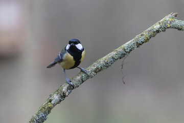 Great Tit Parus major, a passerine bird, perched