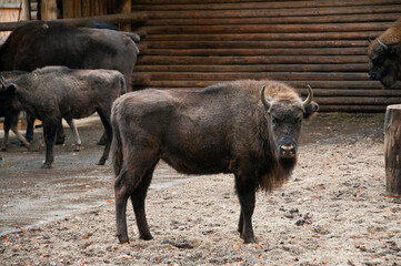 Bison's farm, part of english park in Goluchow, village in Geater Poland Voivodeship.