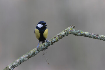Great Tit Parus major, a passerine bird, perched