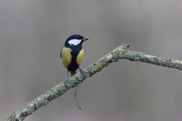 Obraz na płótnie Canvas Great Tit Parus major, a passerine bird, perched