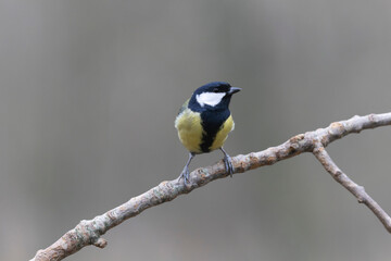 Great Tit Parus major, a passerine bird, perched