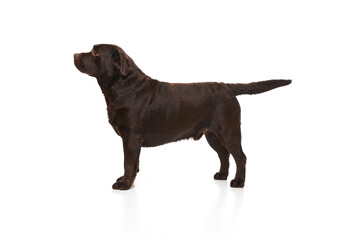 Side view. Studio photo of beautiful brown Labrador dog posing, calmly standing over white studio background. Concept of pets, domestic animal, care