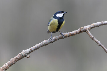 Great Tit Parus major, a passerine bird, perched