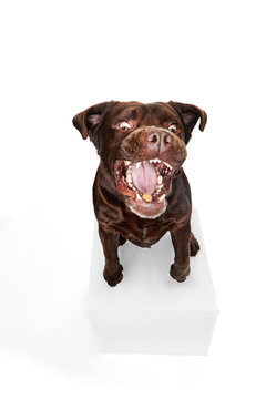 Studio photo of beautiful brown Labrador dog posing, sitting and catching food over white studio background. Big mouth. Concept of pets, domestic animal, care