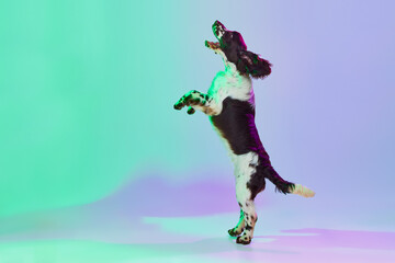 Fototapeta na wymiar Studio image of smart dog, english springer spaniel posing on hind legs over gradient green purple studio background in neon. Concept of pets, domestic animal, care
