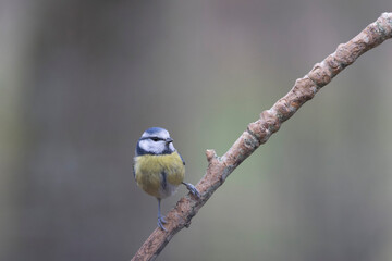 Blue Tit Cyanistes caeruleus perched on a dead branch