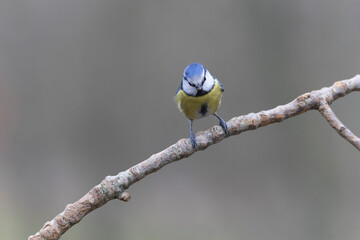 Blue Tit Cyanistes caeruleus perched on a dead branch