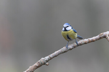 Blue Tit Cyanistes caeruleus perched on a dead branch
