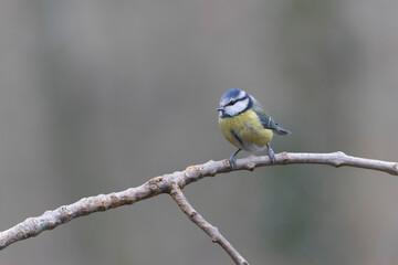 Blue Tit Cyanistes caeruleus perched on a dead branch