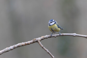 Blue Tit Cyanistes caeruleus perched on a dead branch