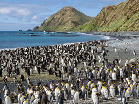 Massed royal penguins standing on Sandy Beach, Macquarie Island